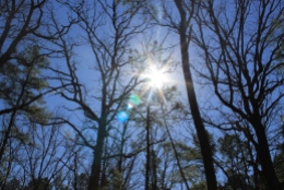 Playing with sun behind tree pics